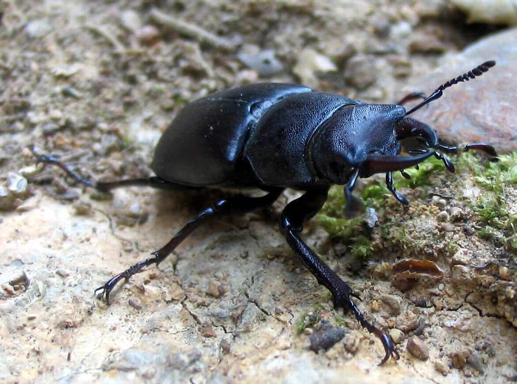 Lucanus tetraodon